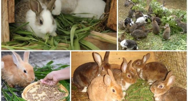 Nejlepší krmení králíků pro rychlý růst a váhu, top 5 stimulantů